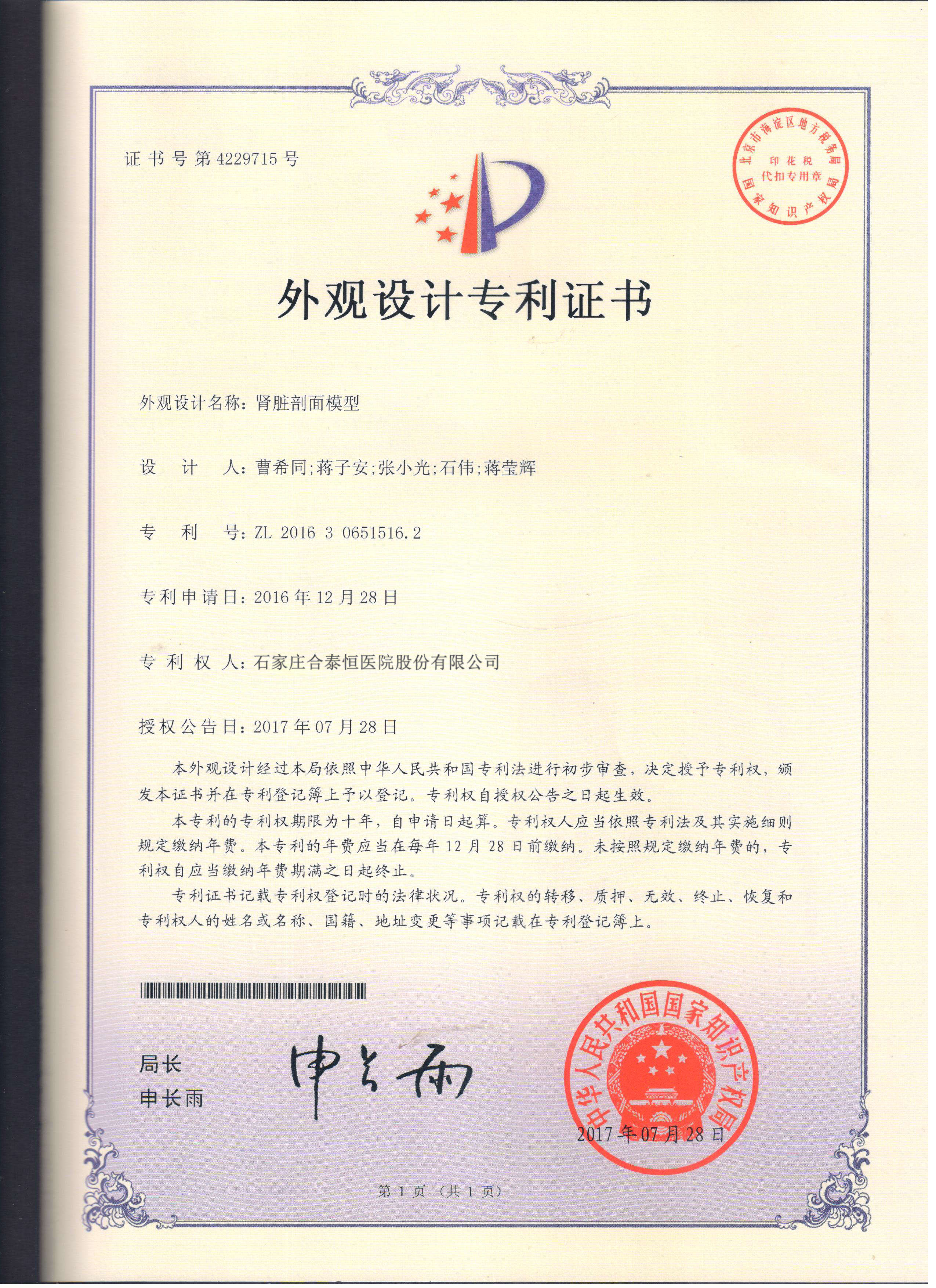 肾脏剖面模型