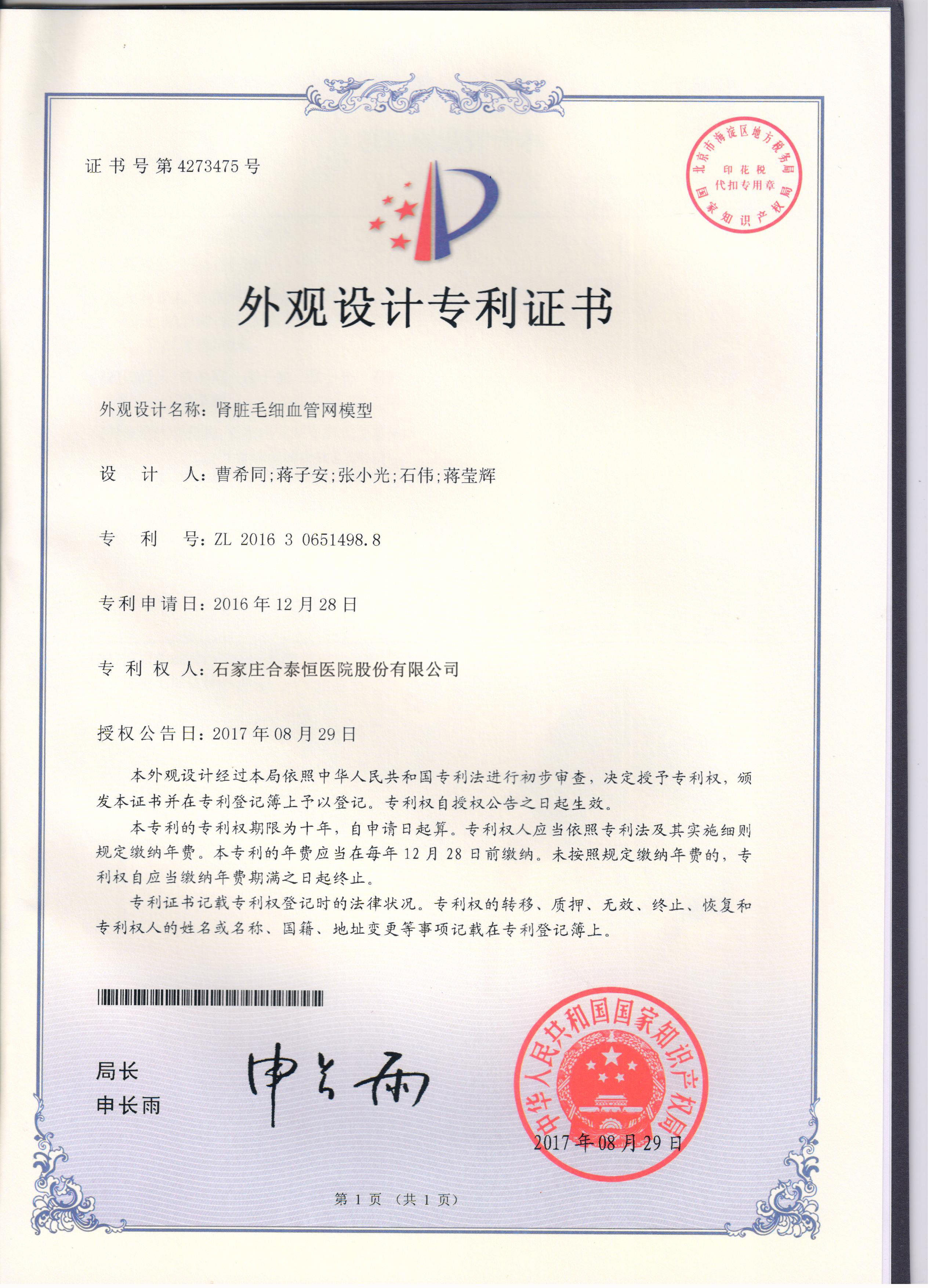 肾脏毛细血管网模型